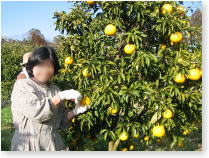 食生産 の活動写真